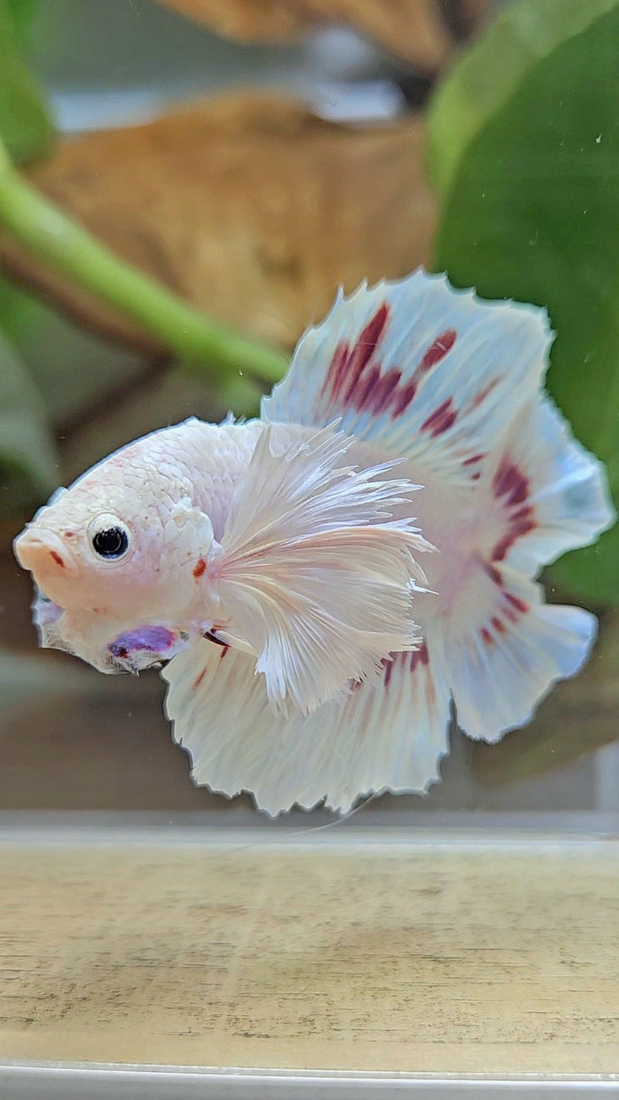PLAKAT DUMBO EAR DOUBLE TAIL WHITE PURPLE PATTERN BETTA FISH