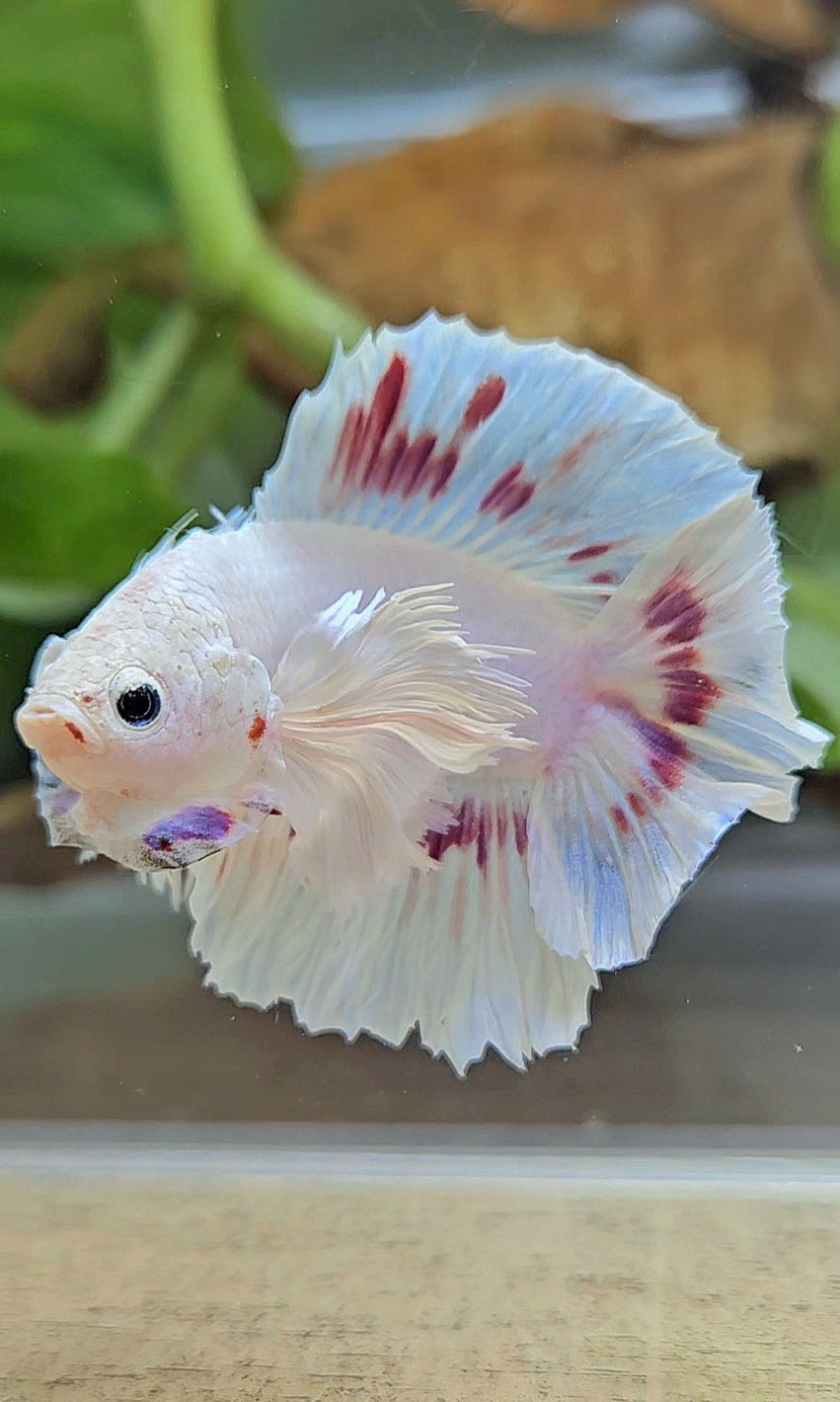 PLAKAT DUMBO EAR DOUBLE TAIL WHITE PURPLE PATTERN BETTA FISH