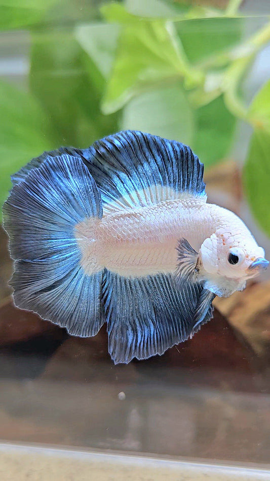 LUXURY HALFMOON DOUBLE TAIL DARK BLUE RIM BICOLOR BETTA FISH
