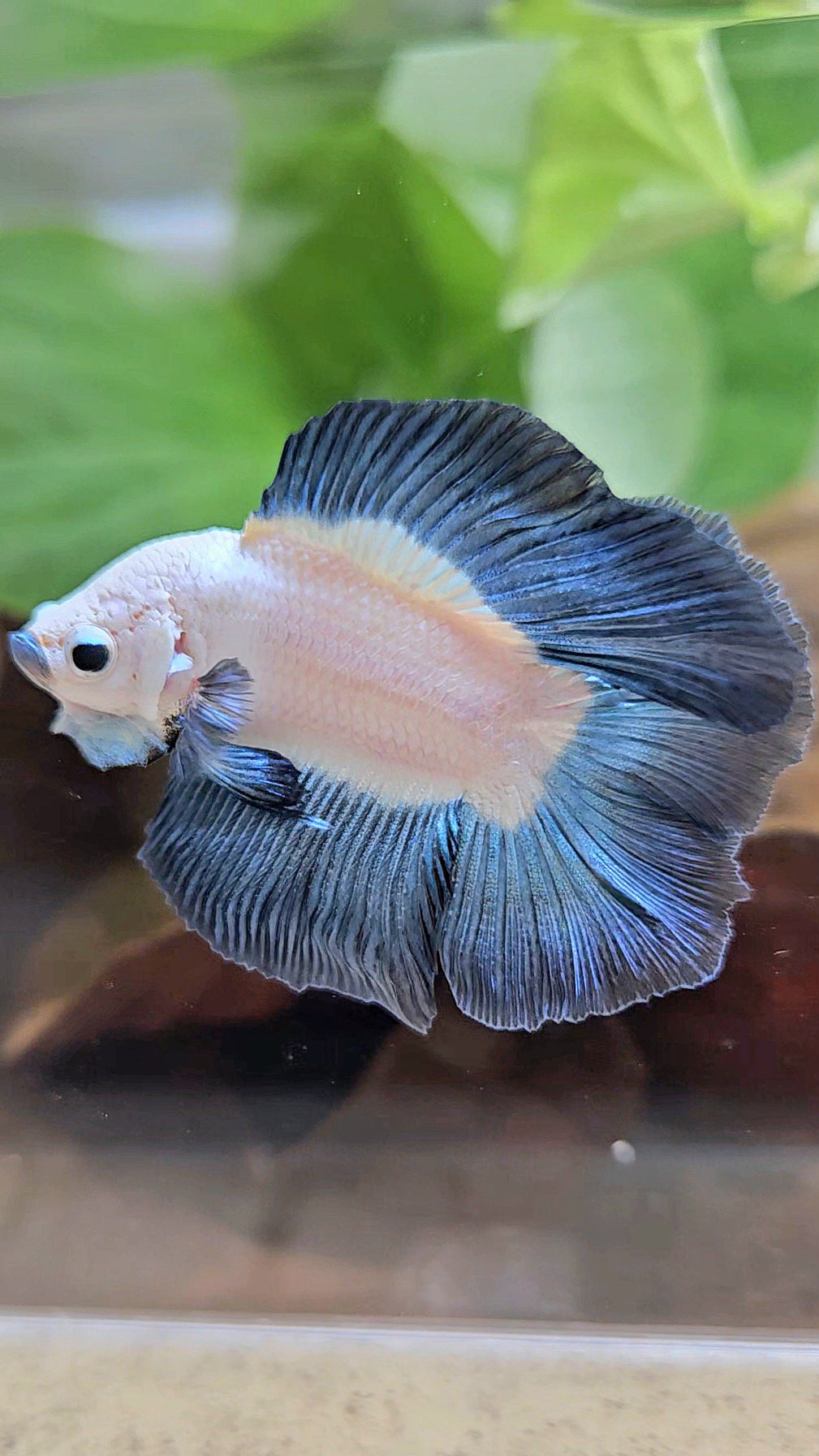 LUXURY HALFMOON DOUBLE TAIL DARK BLUE RIM BICOLOR BETTA FISH