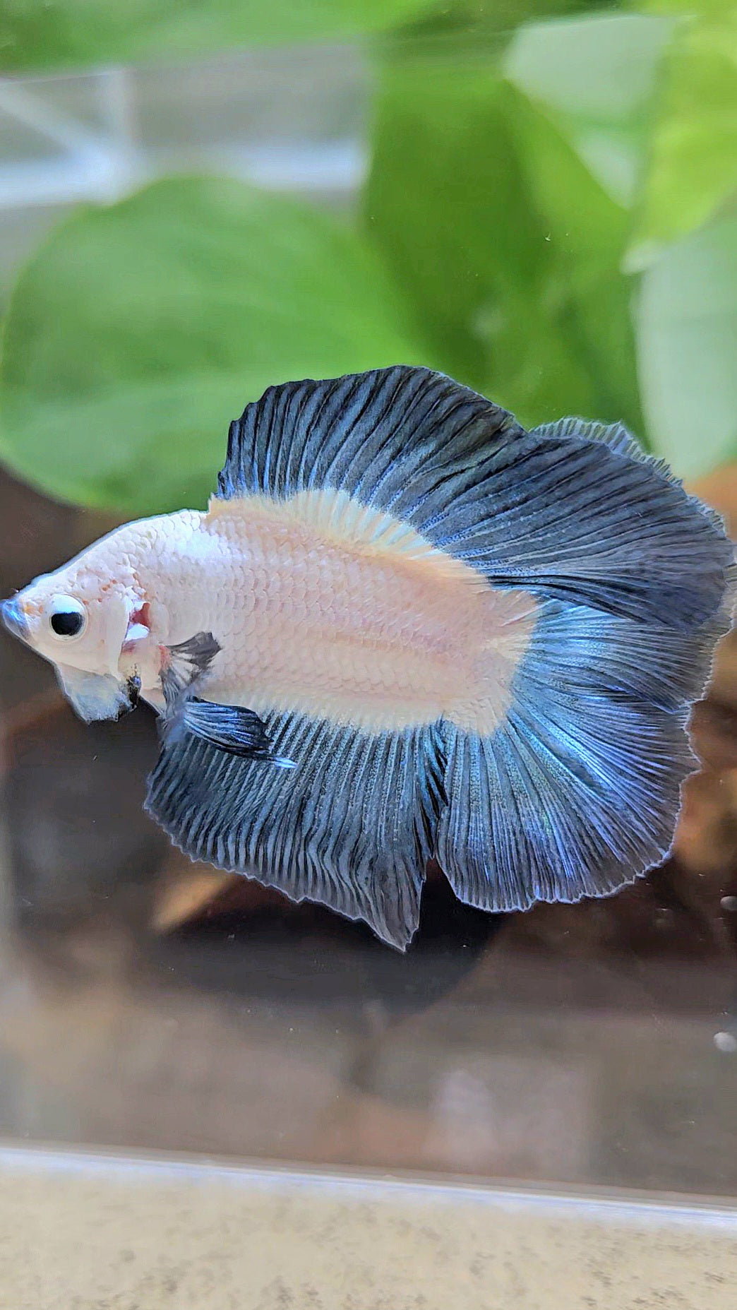 LUXURY HALFMOON DOUBLE TAIL DARK BLUE RIM BICOLOR BETTA FISH