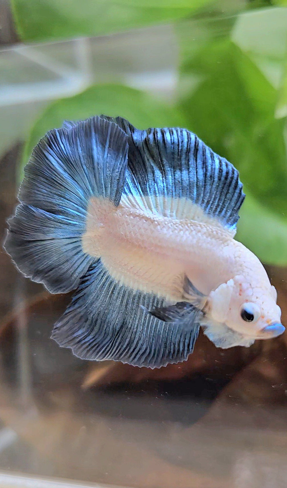 LUXURY HALFMOON DOUBLE TAIL DARK BLUE RIM BICOLOR BETTA FISH