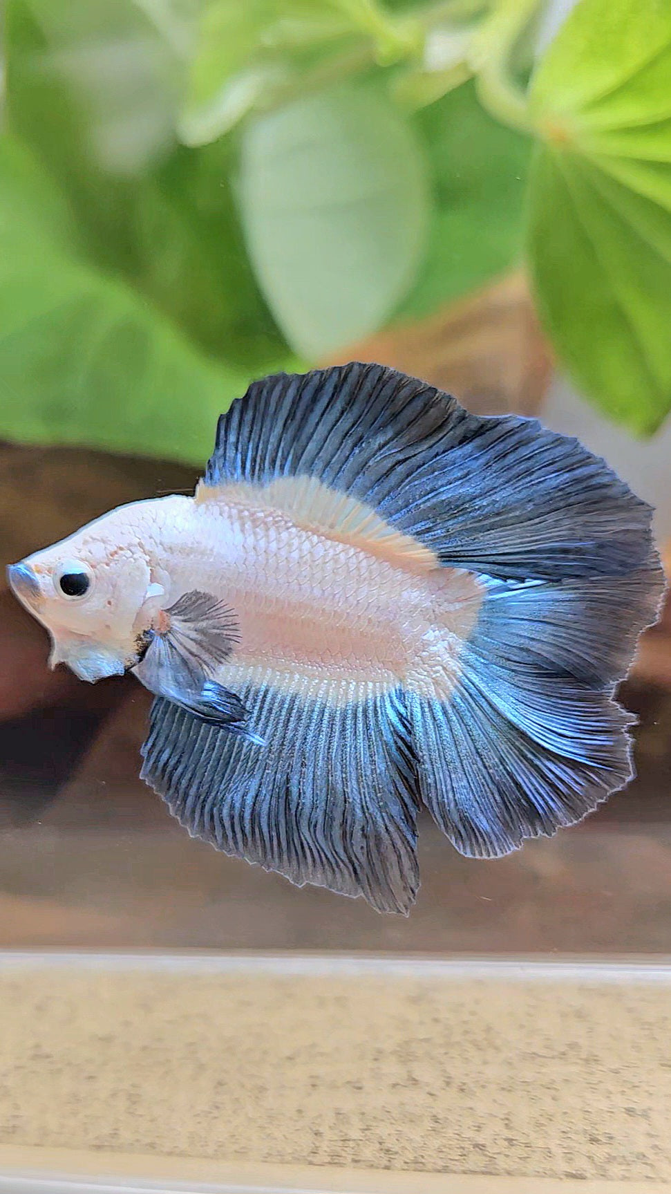LUXURY HALFMOON DOUBLE TAIL DARK BLUE RIM BICOLOR BETTA FISH