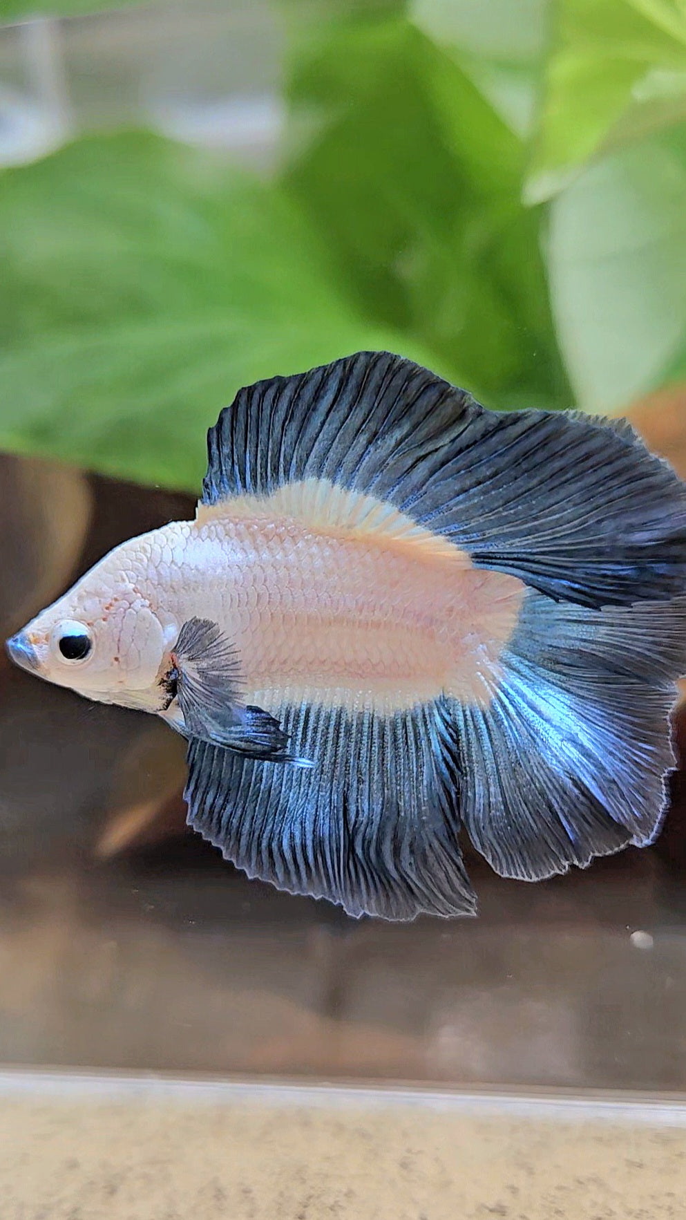 LUXURY HALFMOON DOUBLE TAIL DARK BLUE RIM BICOLOR BETTA FISH