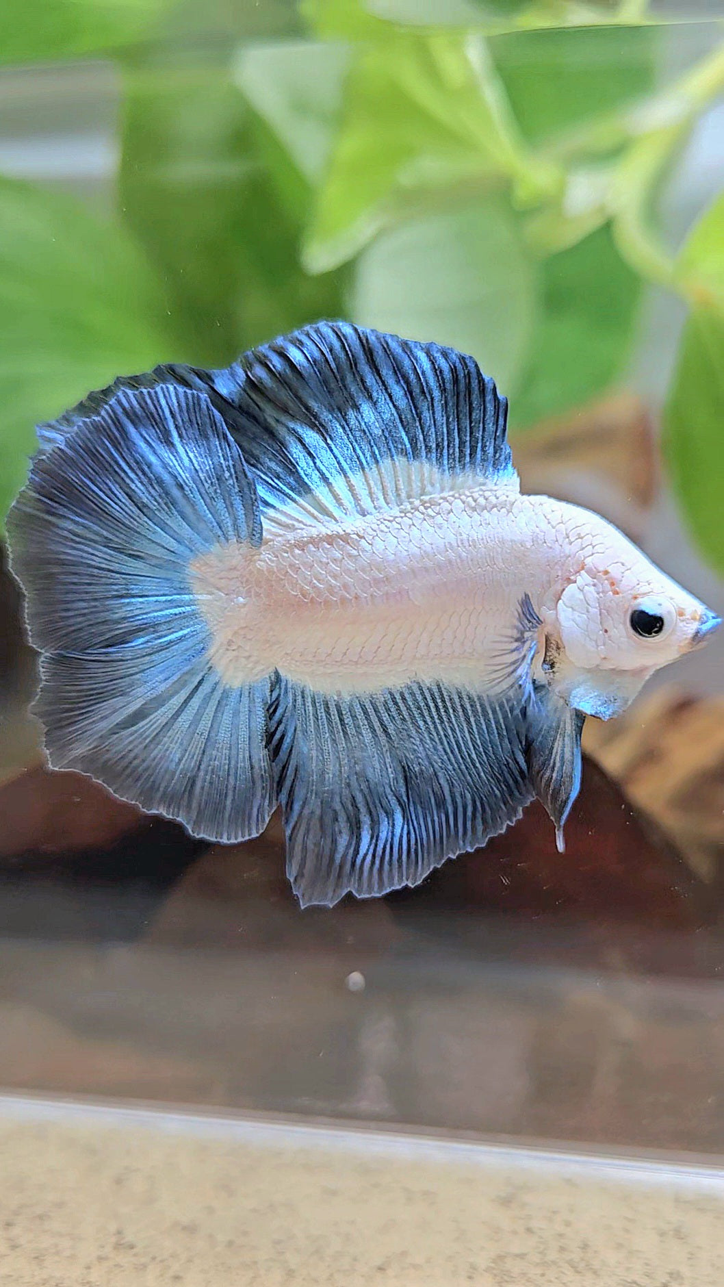 LUXURY HALFMOON DOUBLE TAIL DARK BLUE RIM BICOLOR BETTA FISH