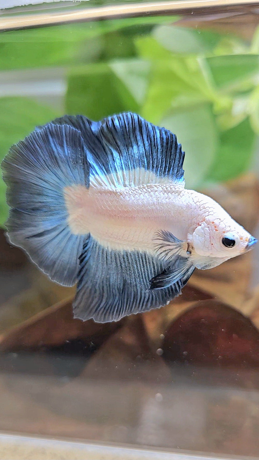 LUXURY HALFMOON DOUBLE TAIL DARK BLUE RIM BICOLOR BETTA FISH