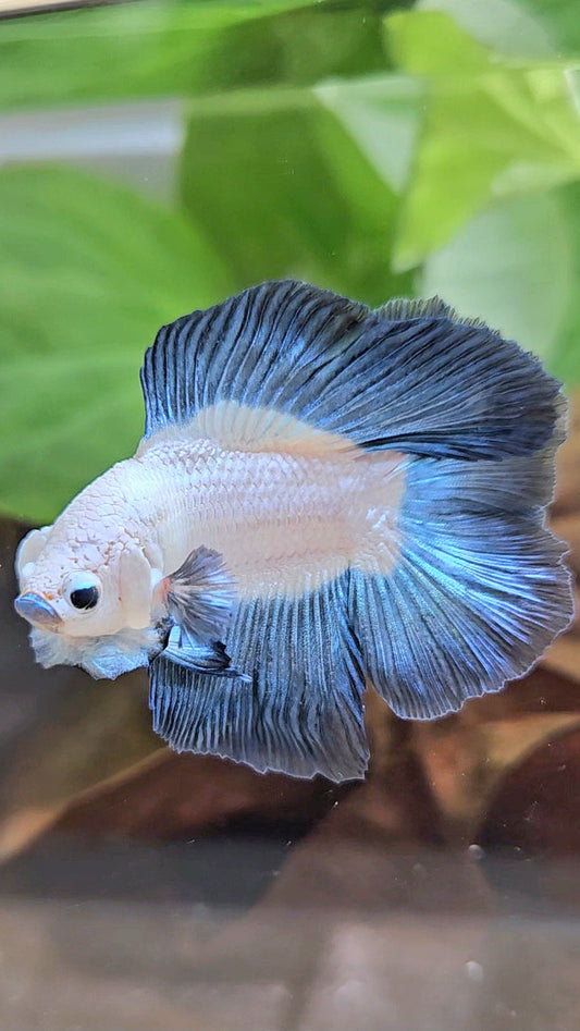 LUXURY HALFMOON DOUBLE TAIL DARK BLUE RIM BICOLOR BETTA FISH