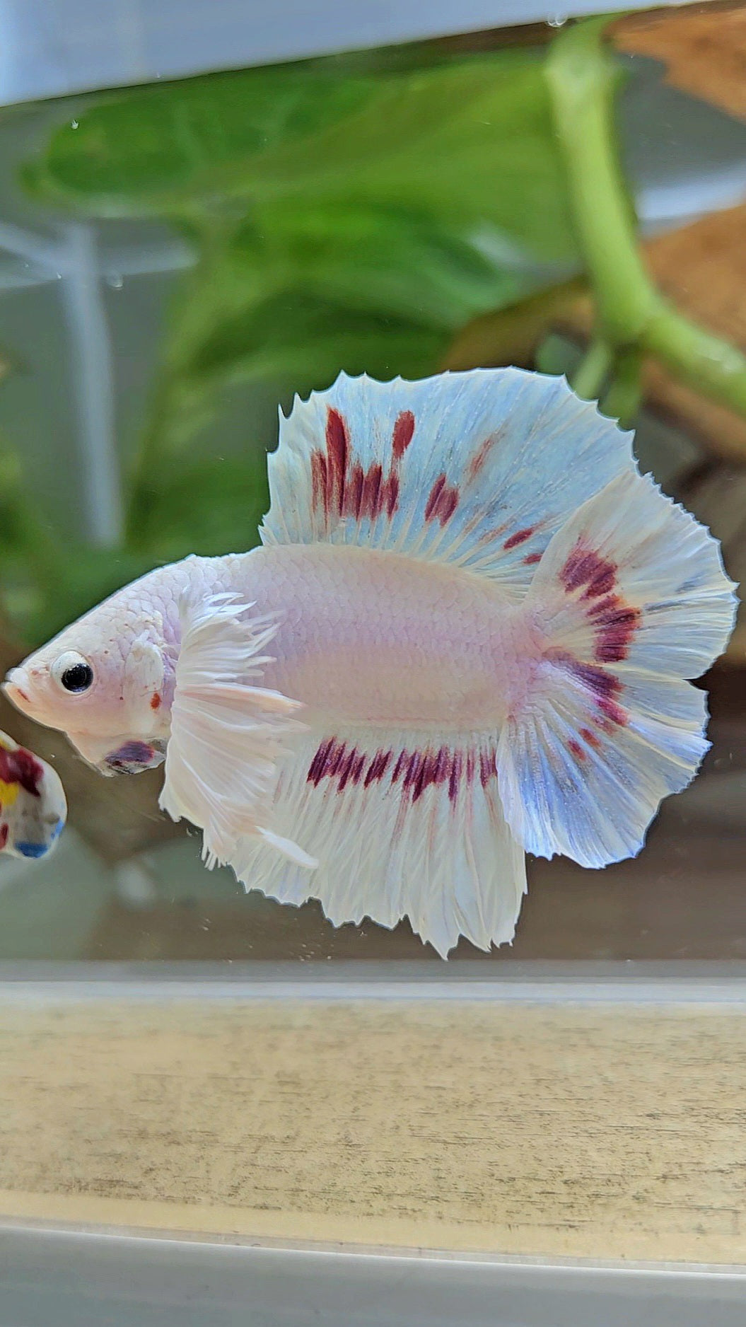 PLAKAT DUMBO EAR DOUBLE TAIL WHITE PURPLE PATTERN BETTA FISH