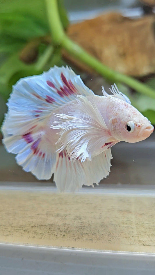 PLAKAT DUMBO EAR DOUBLE TAIL WHITE PURPLE PATTERN BETTA FISH