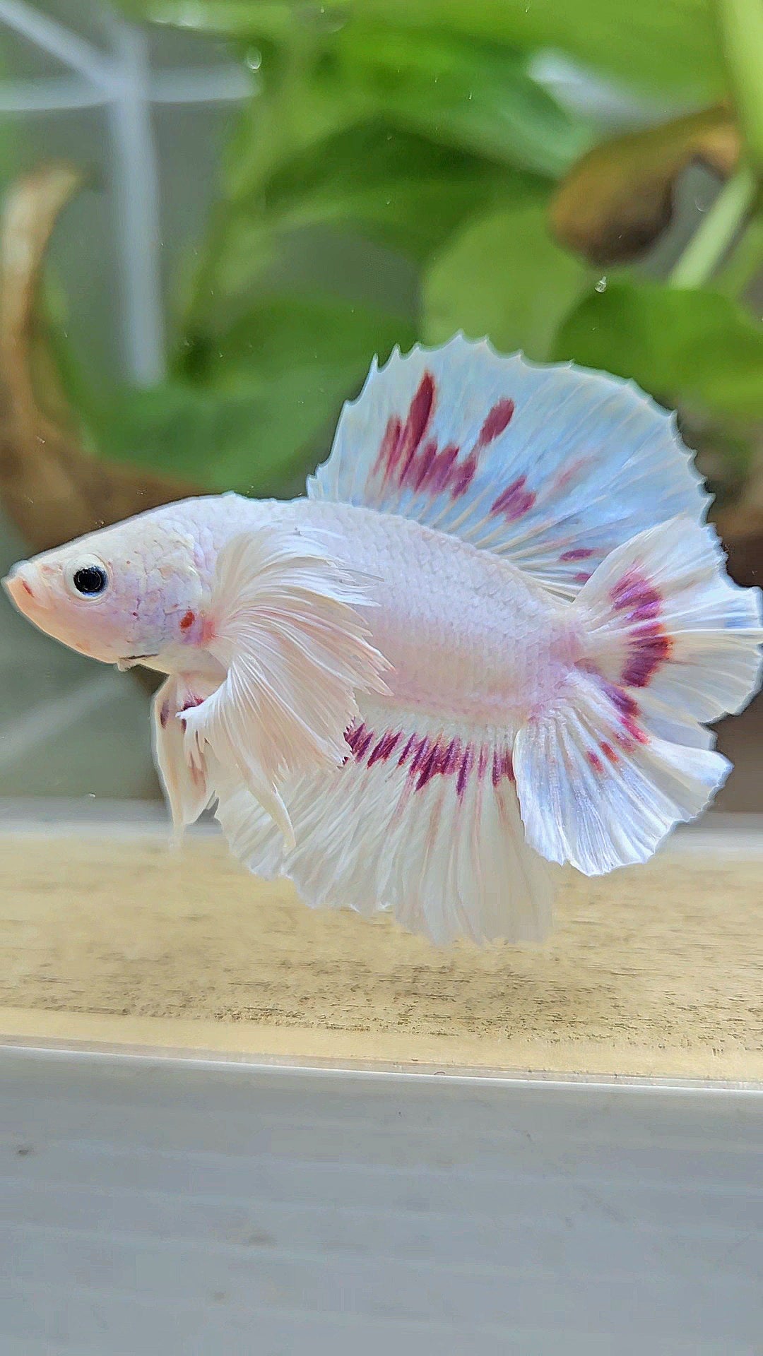 PLAKAT DUMBO EAR DOUBLE TAIL WHITE PURPLE PATTERN BETTA FISH
