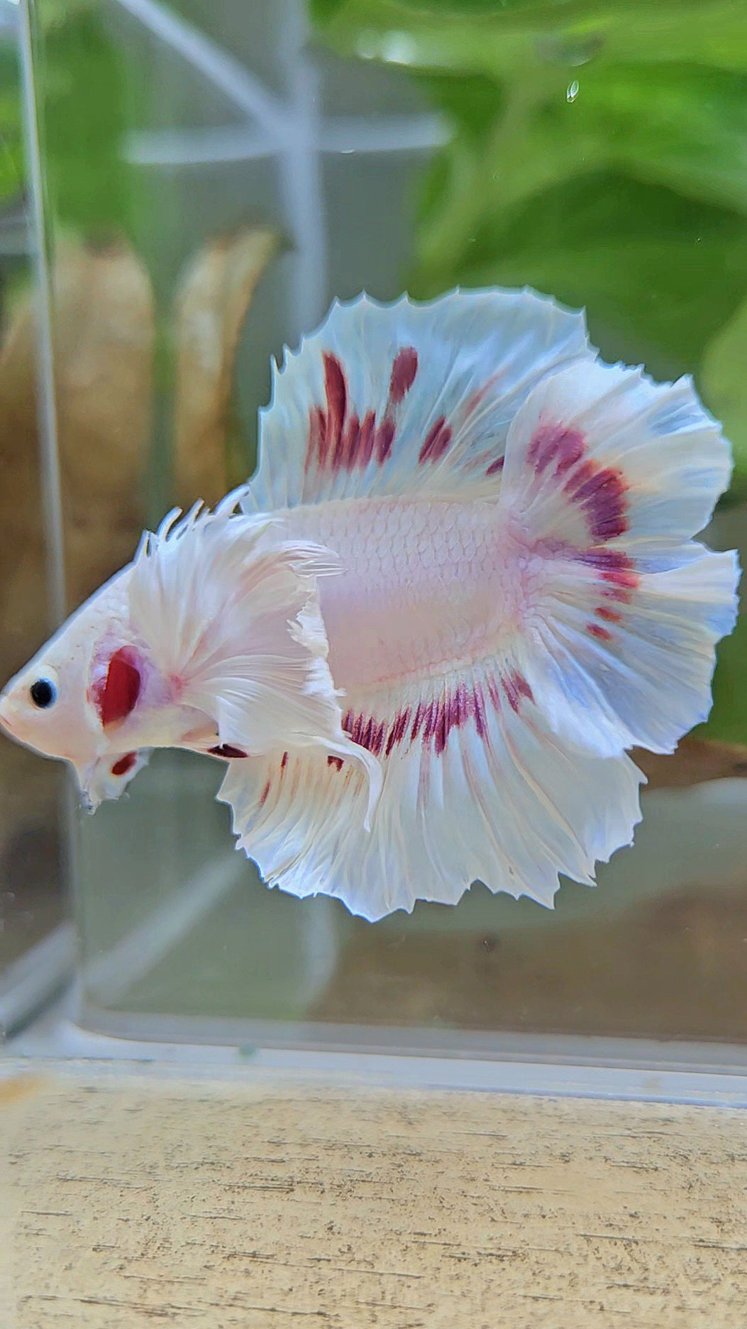 PLAKAT DUMBO EAR DOUBLE TAIL WHITE PURPLE PATTERN BETTA FISH