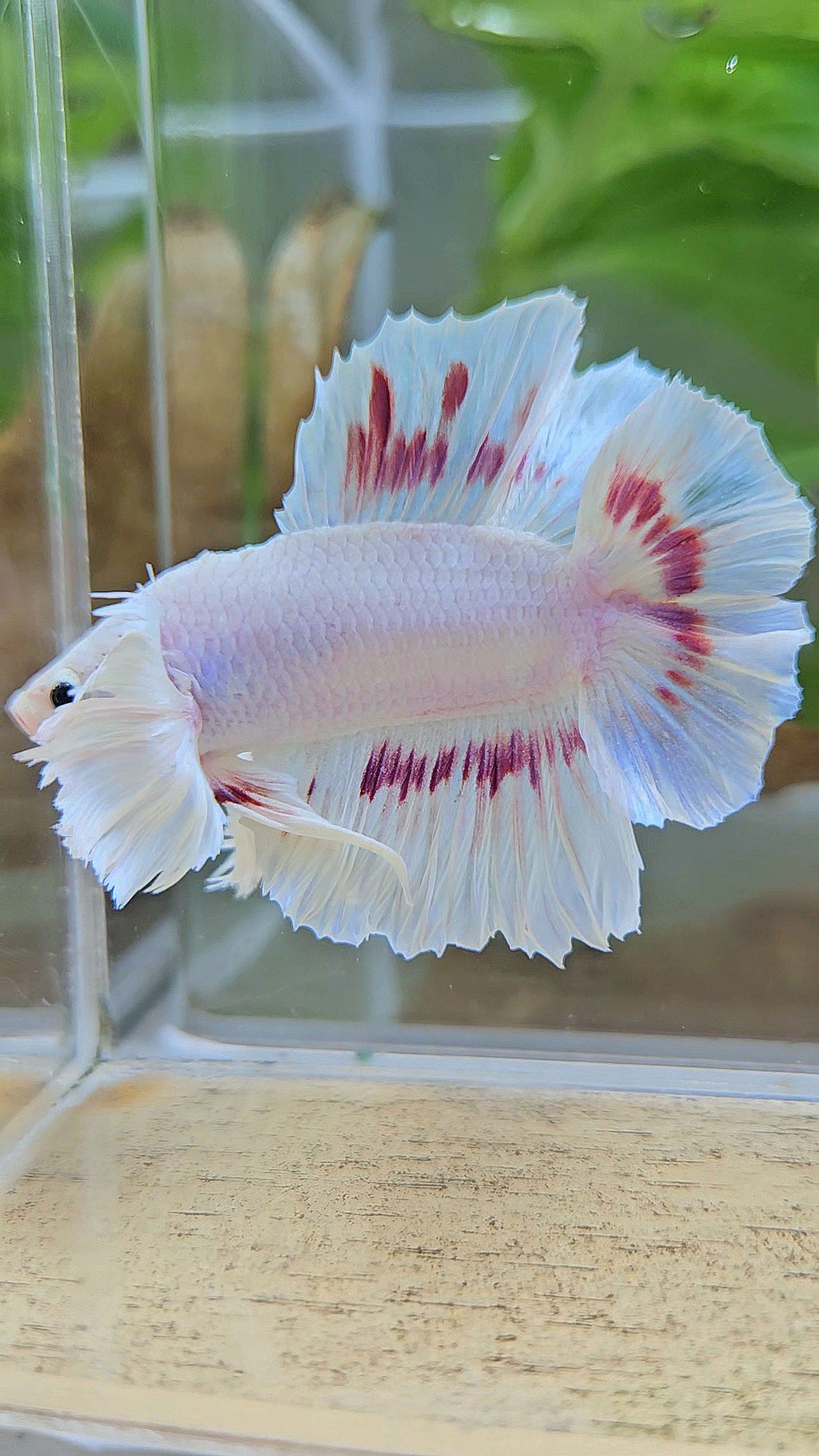 PLAKAT DUMBO EAR DOUBLE TAIL WHITE PURPLE PATTERN BETTA FISH