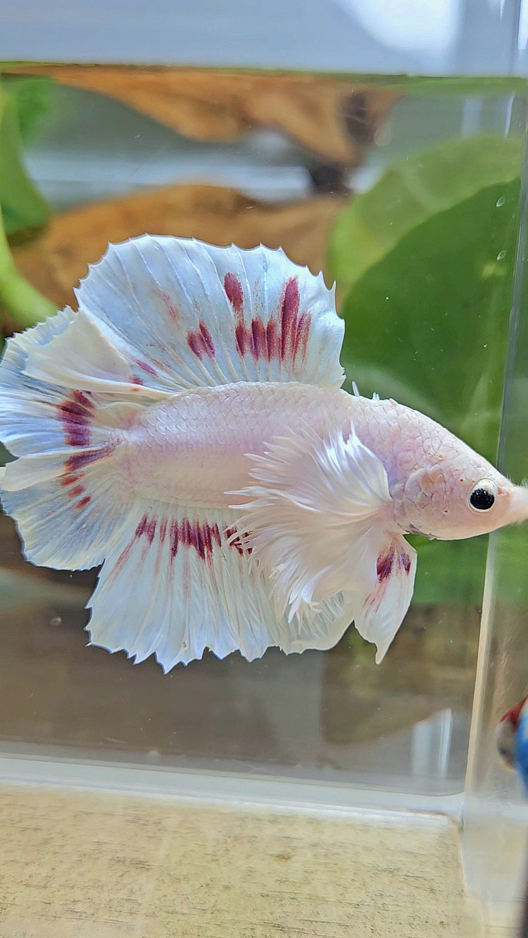 PLAKAT DUMBO EAR DOUBLE TAIL WHITE PURPLE PATTERN BETTA FISH