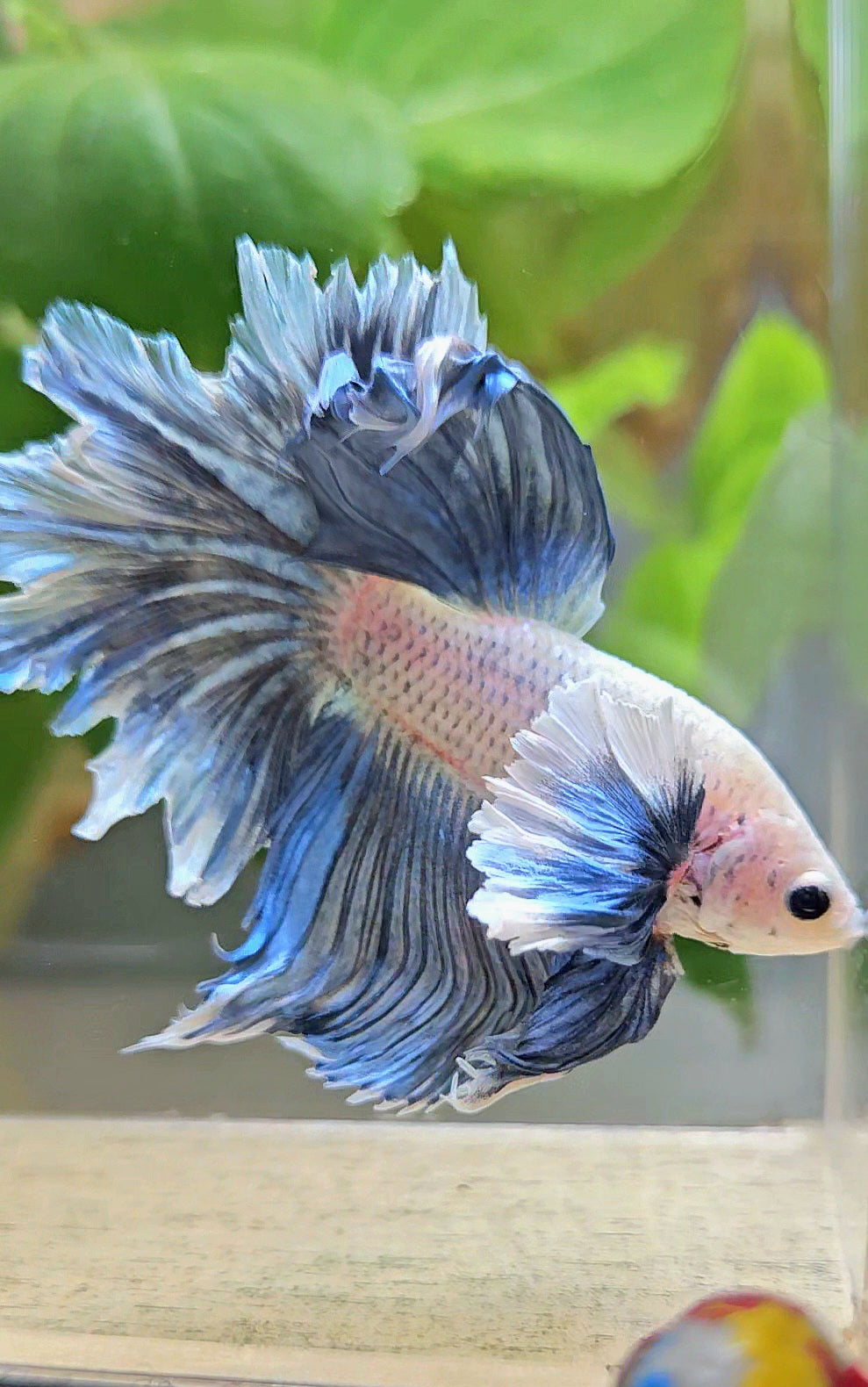 HALFMOON DUMBO EAR BLUE GRIZZLE BETTA FISH