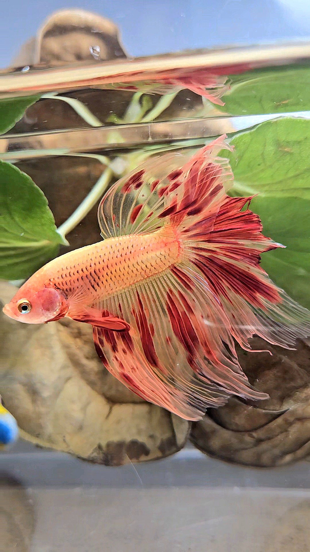 HALFMOON ARMAGEDDON FIRE BETTA FISH
