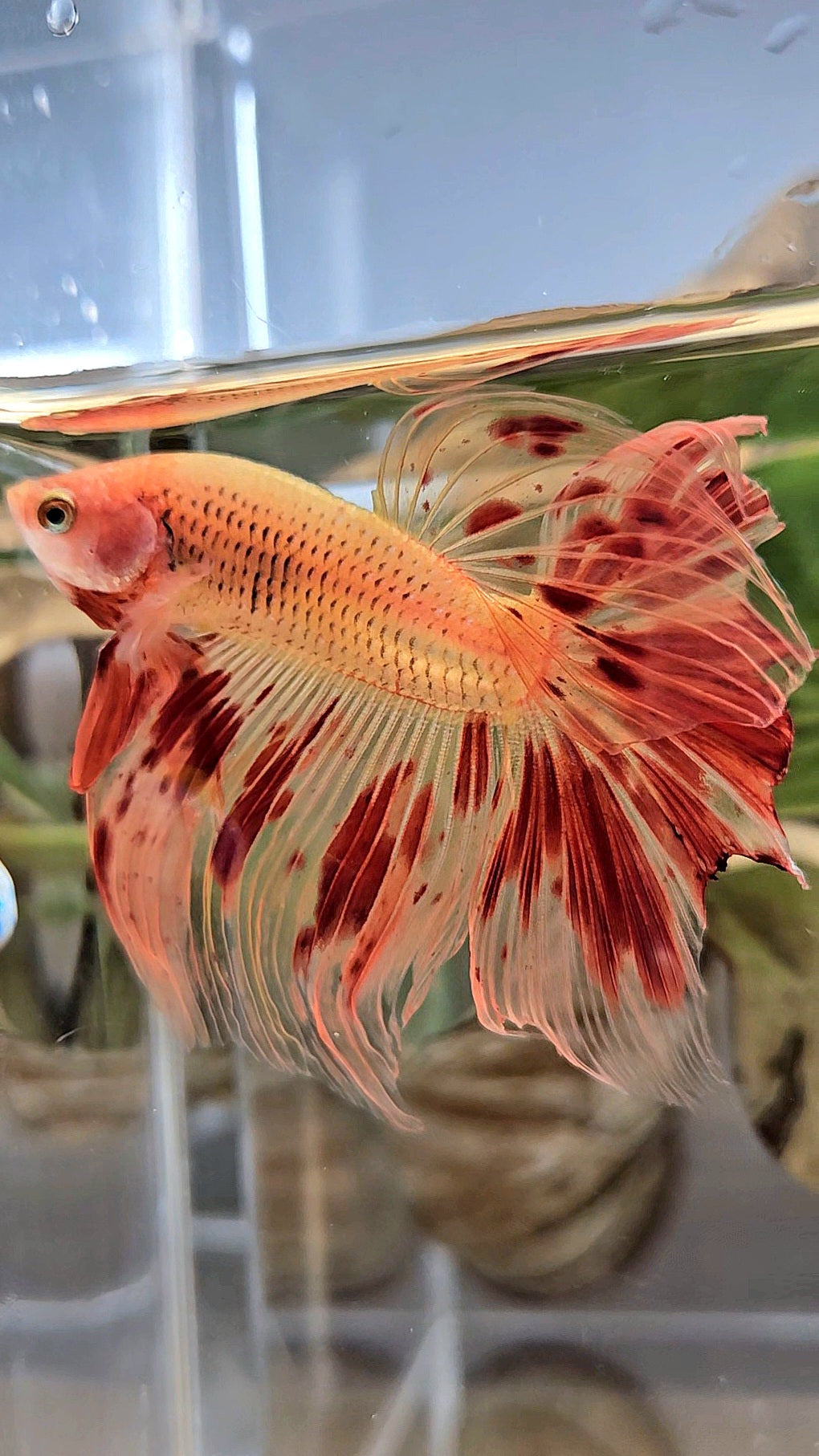 HALFMOON ARMAGEDDON FIRE BETTA FISH
