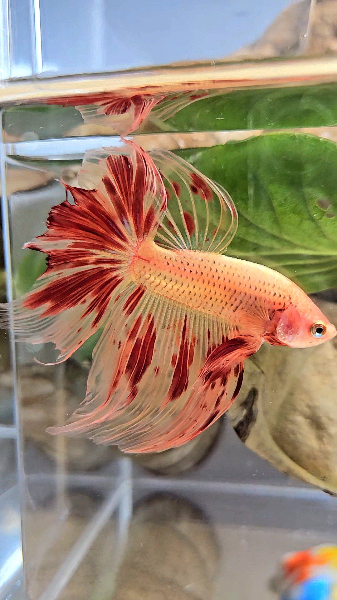 HALFMOON ARMAGEDDON FIRE BETTA FISH