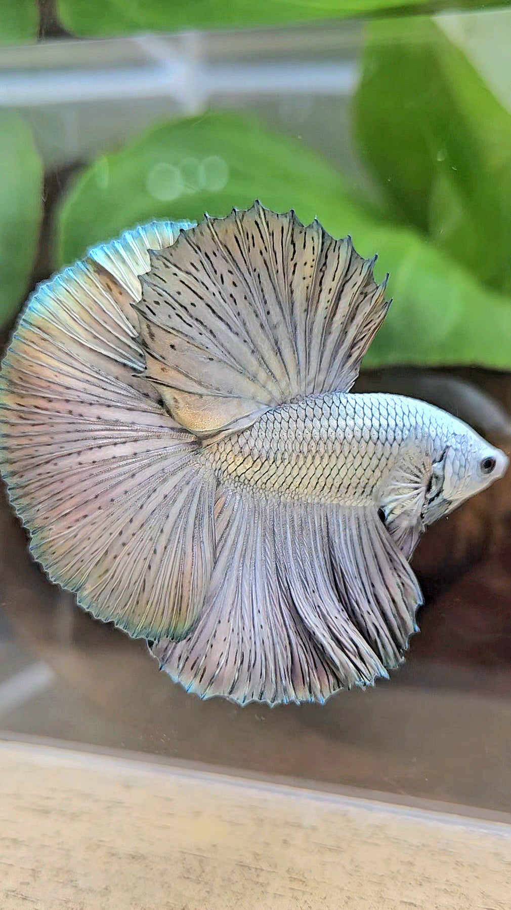 LUXURY HALFMOON ROSETAIL SUPER COPPER METALLIC SOLID BETTA FISH