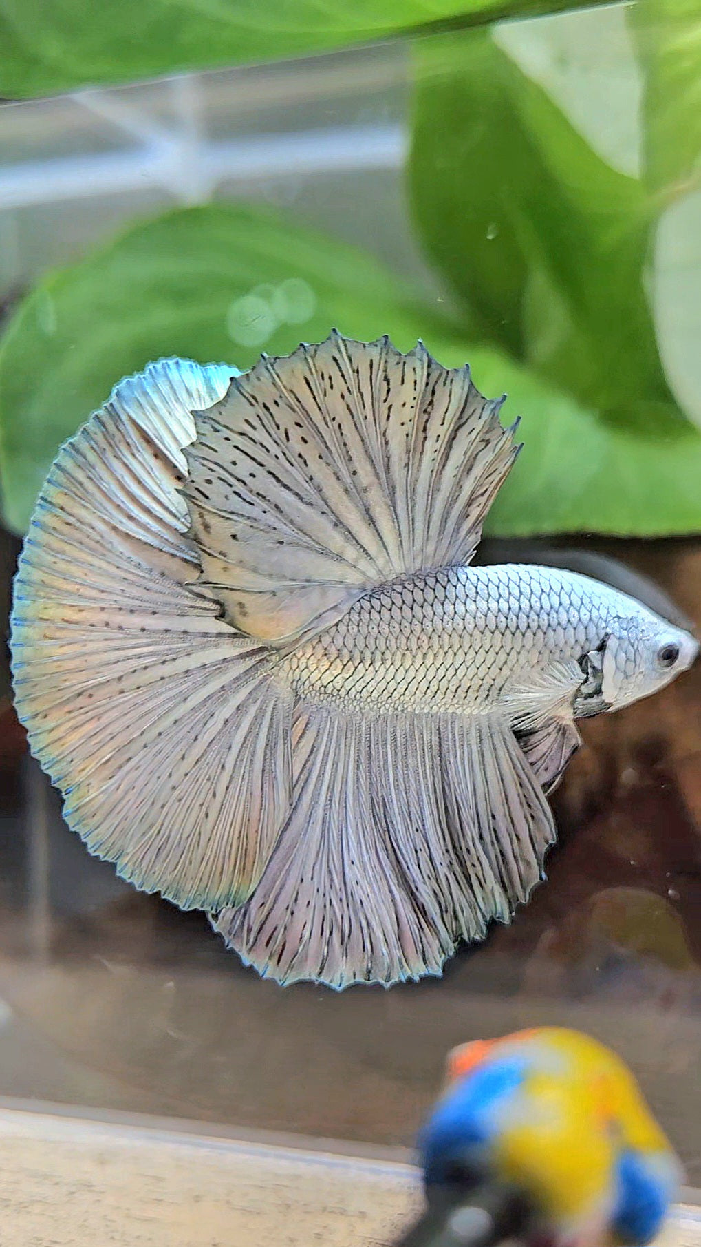 LUXURY HALFMOON ROSETAIL SUPER COPPER METALLIC SOLID BETTA FISH
