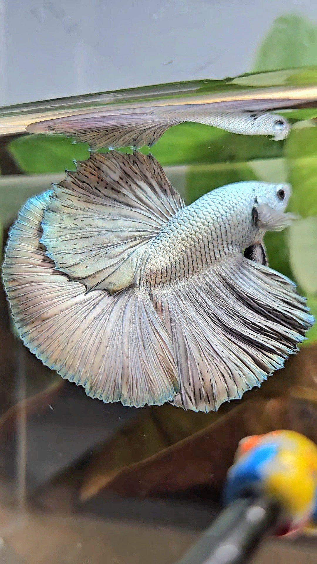 LUXURY HALFMOON ROSETAIL SUPER COPPER METALLIC SOLID BETTA FISH