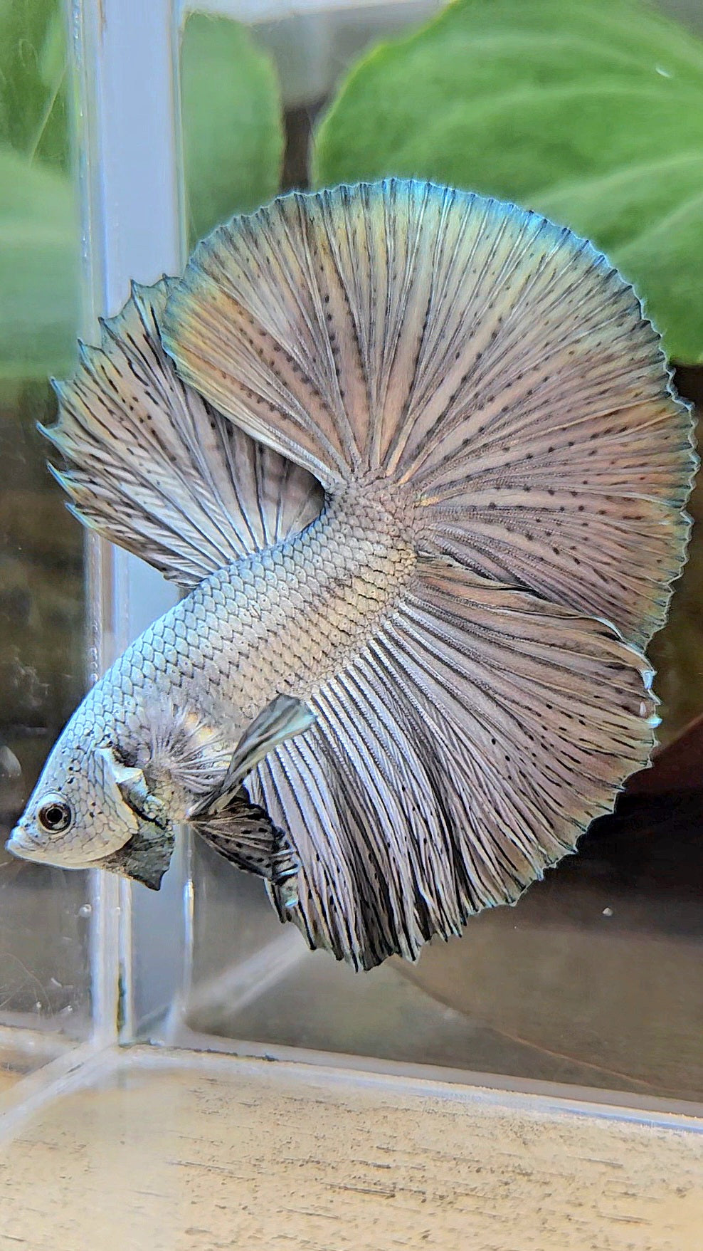LUXURY HALFMOON ROSETAIL SUPER COPPER METALLIC SOLID BETTA FISH