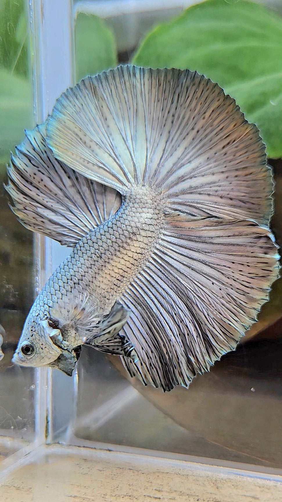 LUXURY HALFMOON ROSETAIL SUPER COPPER METALLIC SOLID BETTA FISH