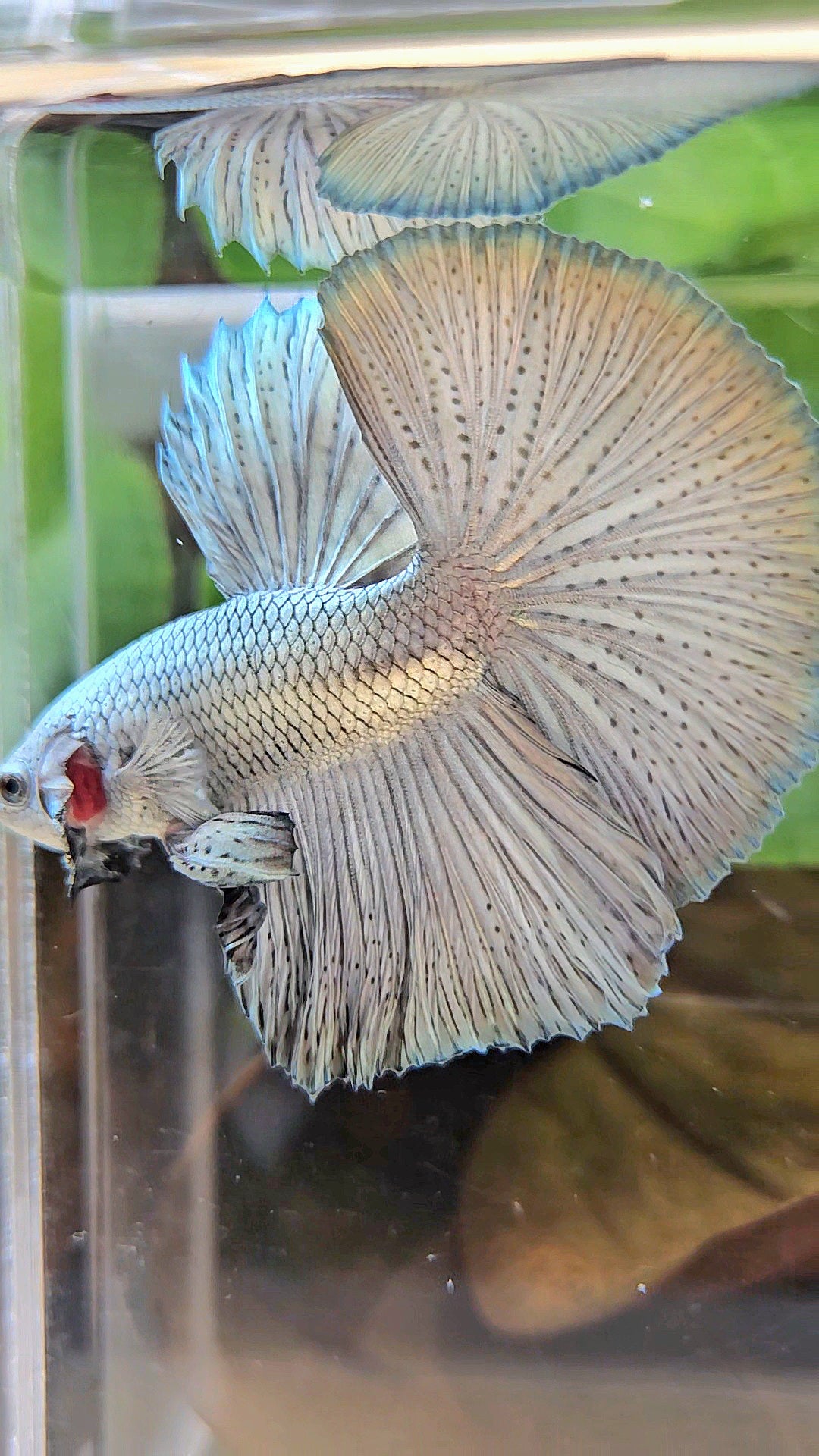 LUXURY HALFMOON ROSETAIL SUPER COPPER METALLIC SOLID BETTA FISH