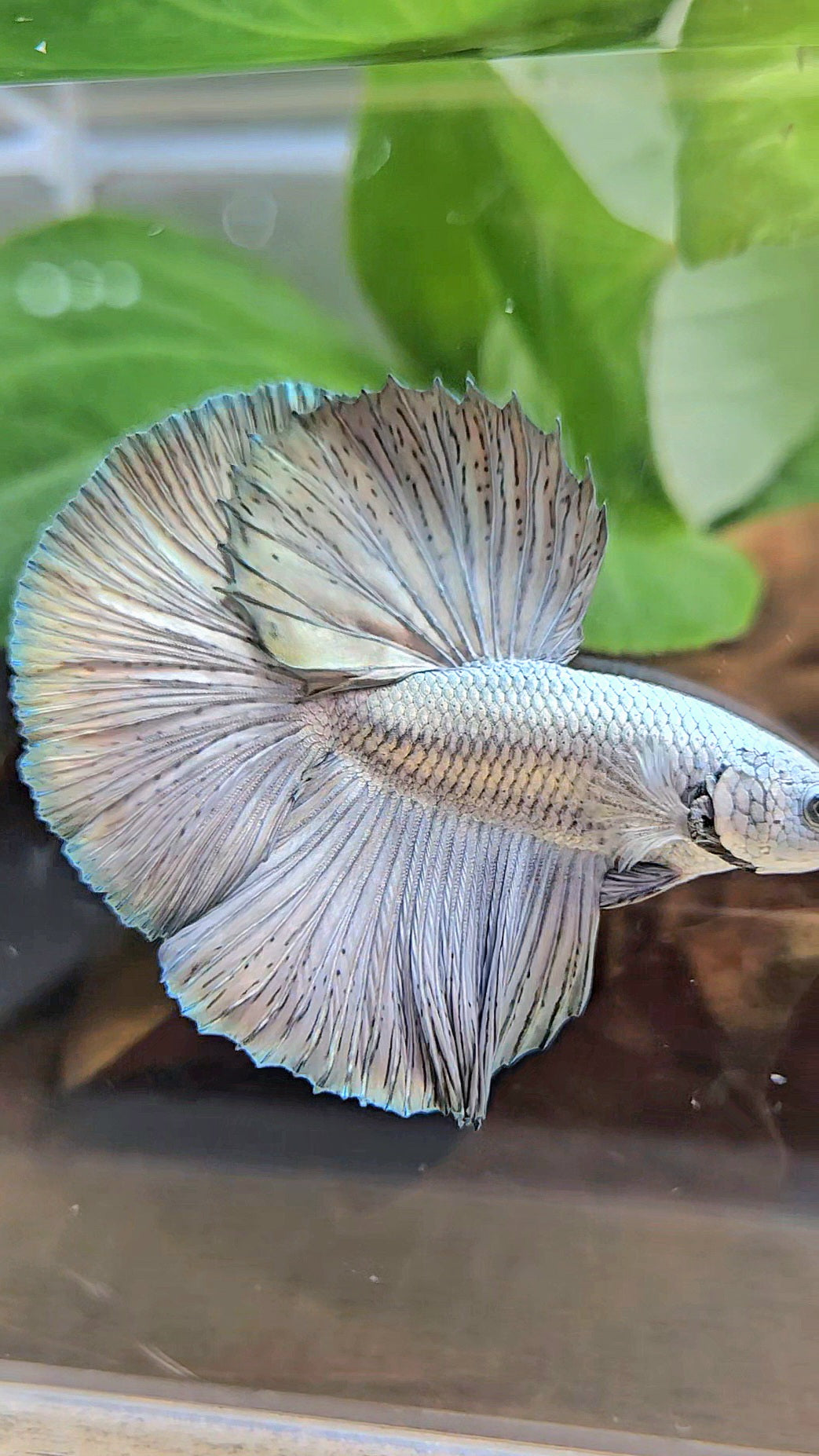 LUXURY HALFMOON ROSETAIL SUPER COPPER METALLIC SOLID BETTA FISH