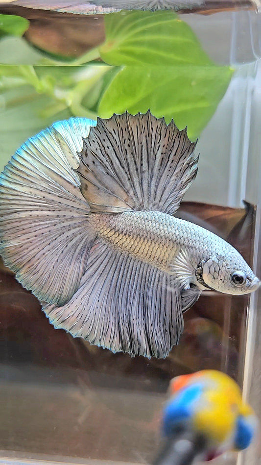 LUXURY HALFMOON ROSETAIL SUPER COPPER METALLIC SOLID BETTA FISH