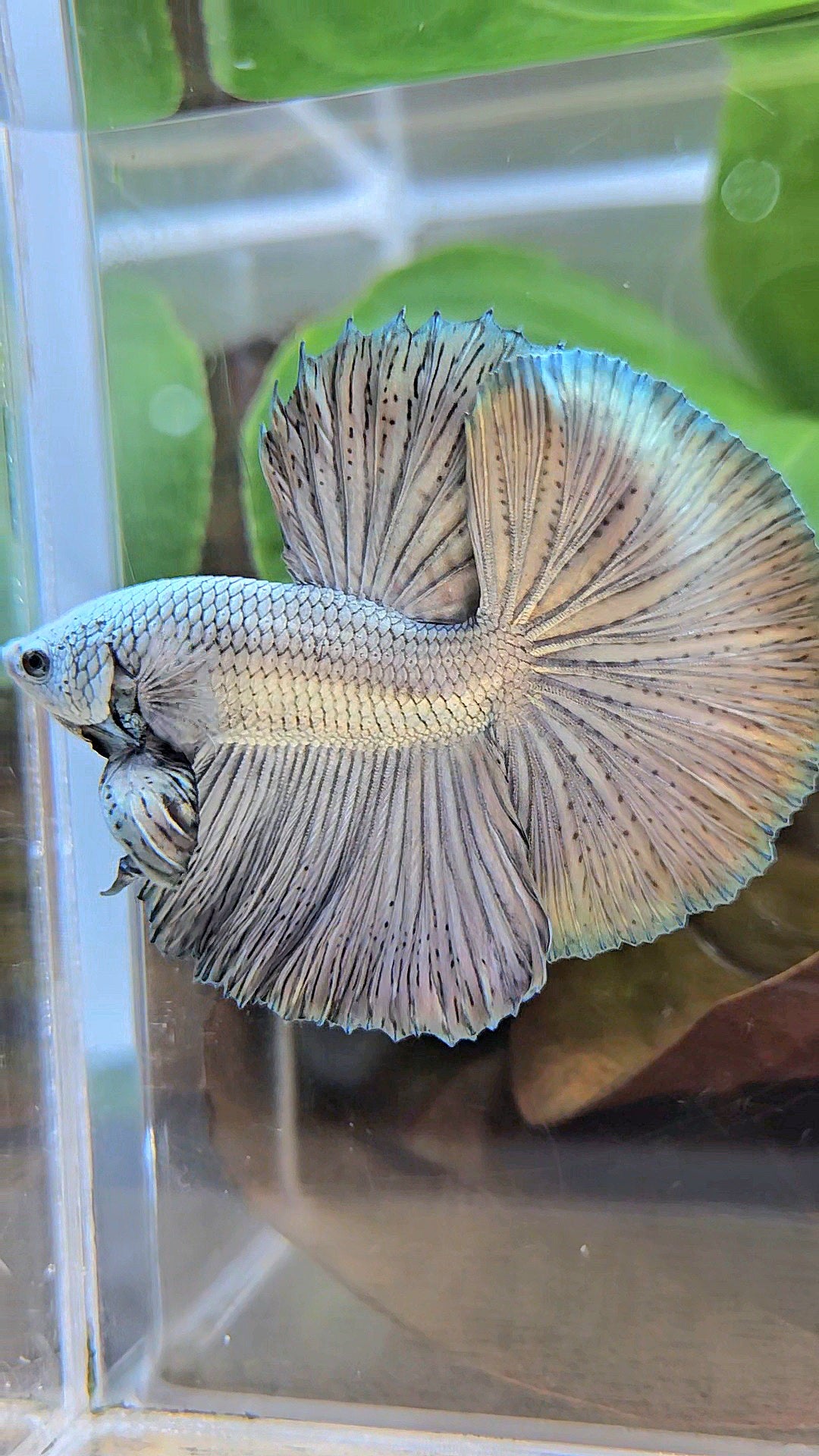 LUXURY HALFMOON ROSETAIL SUPER COPPER METALLIC SOLID BETTA FISH