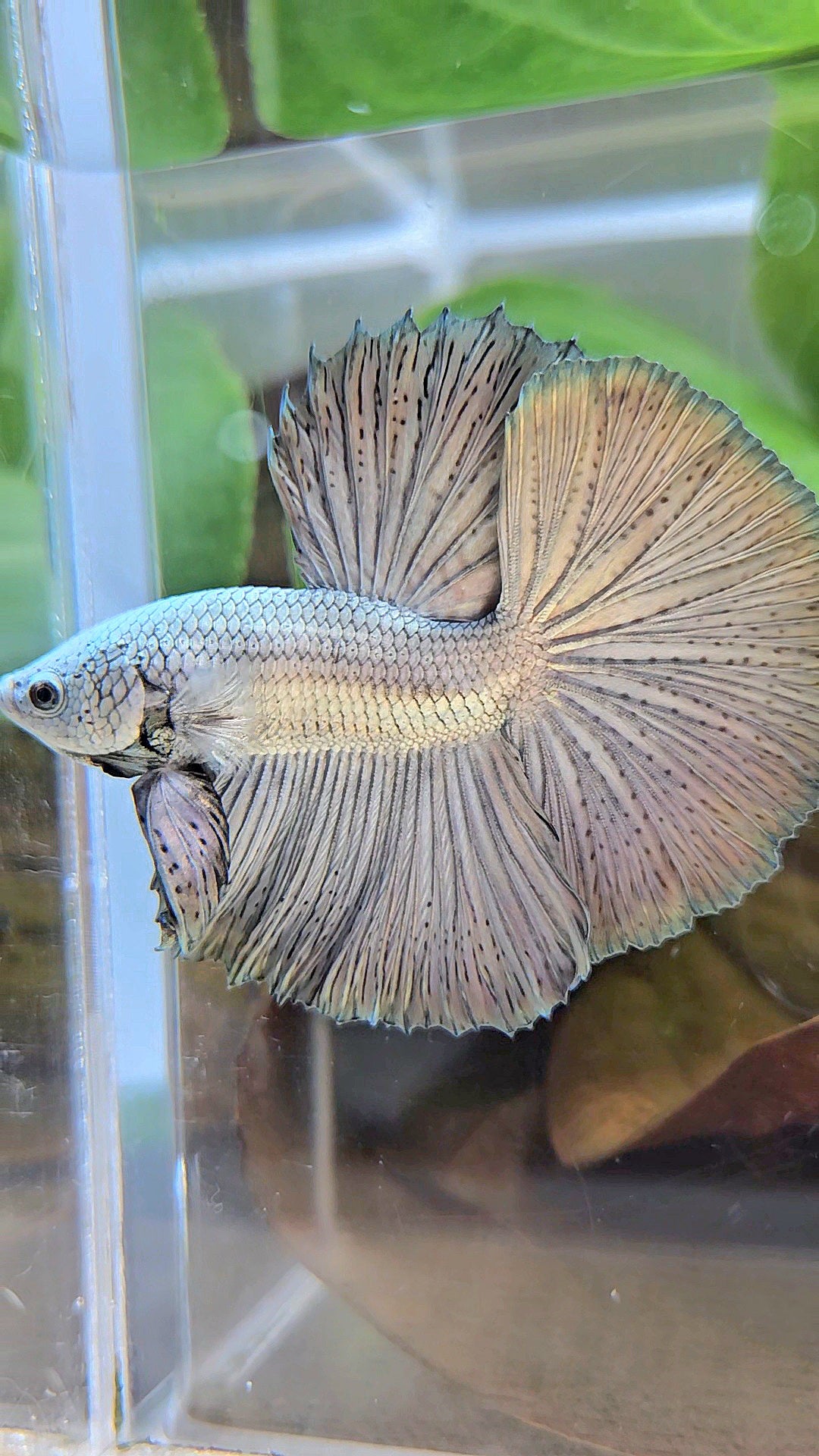 LUXURY HALFMOON ROSETAIL SUPER COPPER METALLIC SOLID BETTA FISH