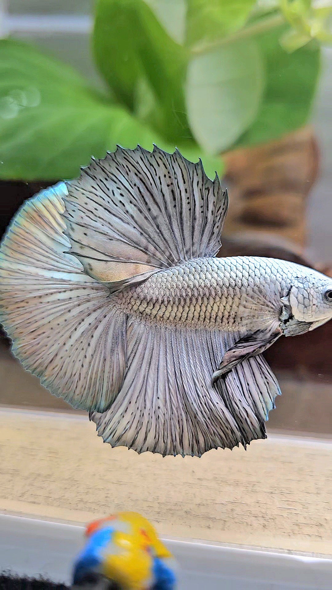 LUXURY HALFMOON ROSETAIL SUPER COPPER METALLIC SOLID BETTA FISH