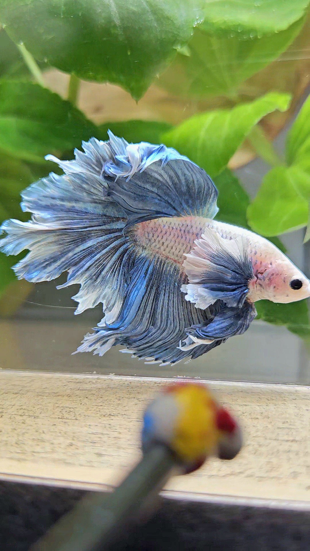 HALFMOON DUMBO EAR BLUE GRIZZLE BETTA FISH