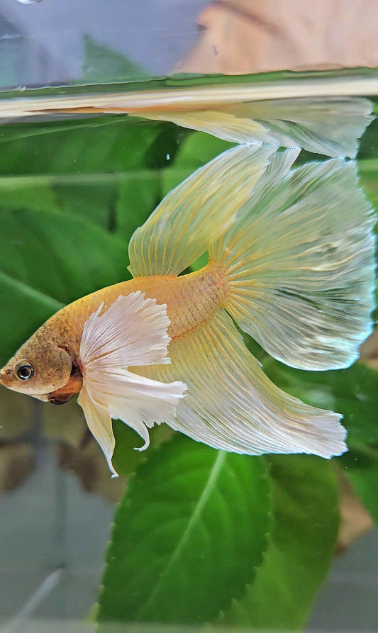 HALFMOON SUPER DUMBO EAR GOLD BETTA FISH