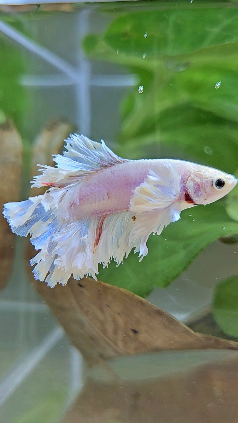 HALFMOON FEATHER TAIL DUMBO EAR WHITE BETTA FISH