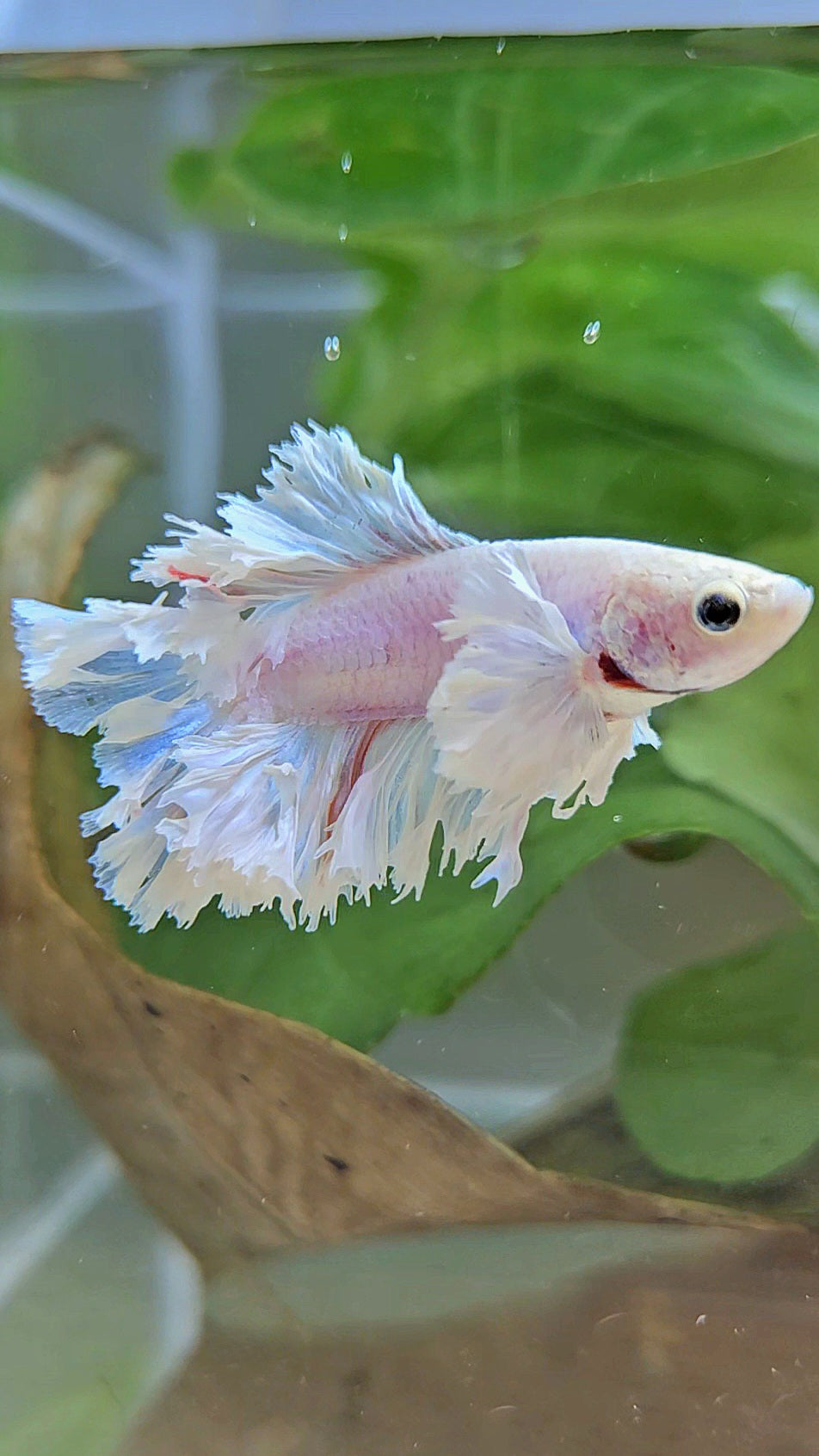 HALFMOON FEATHER TAIL DUMBO EAR WHITE BETTA FISH