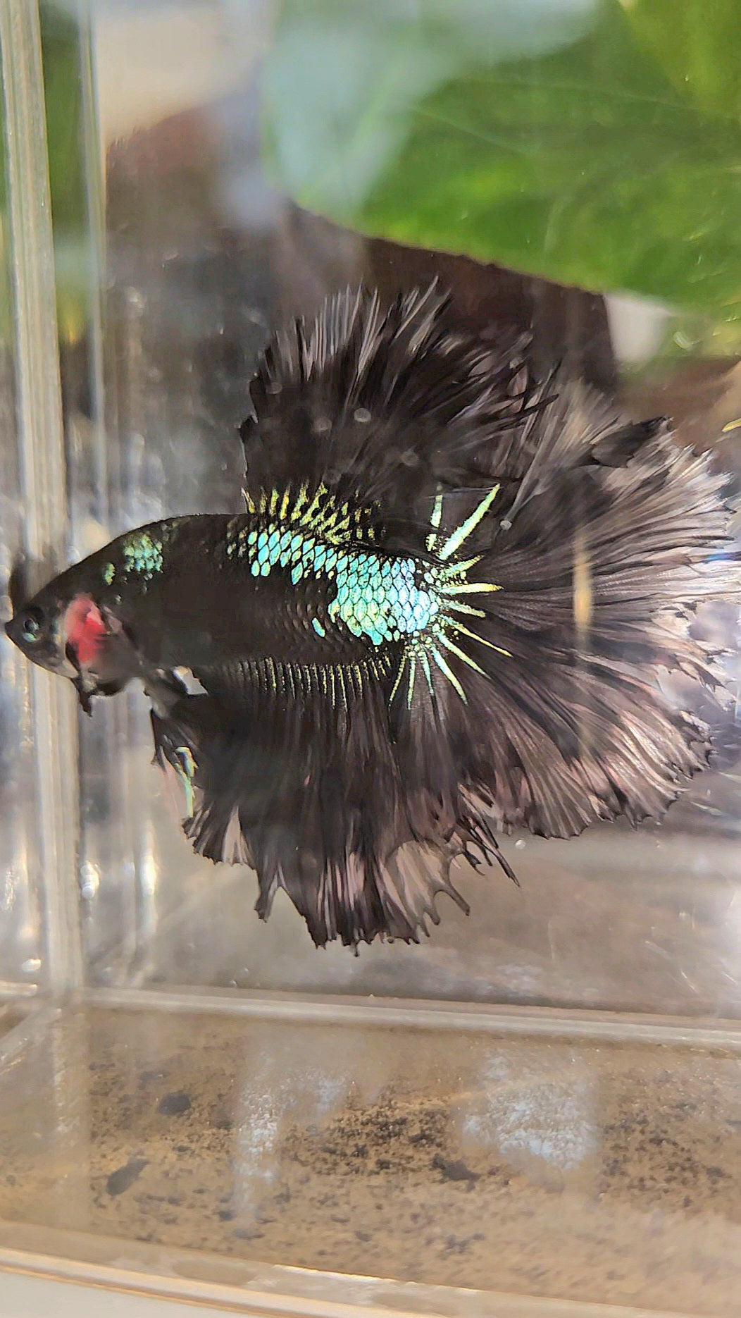 KING ROSETAIL HALFMOON BLACK GALAXY AVATAR GREEN BETTA FISH