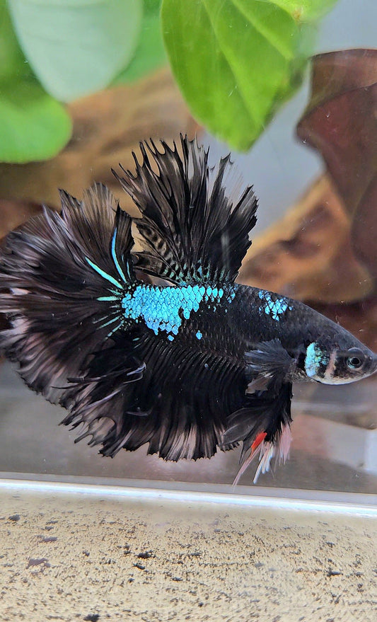 KING ROSETAIL HALFMOON BLACK GALAXY AVATAR GREEN BETTA FISH