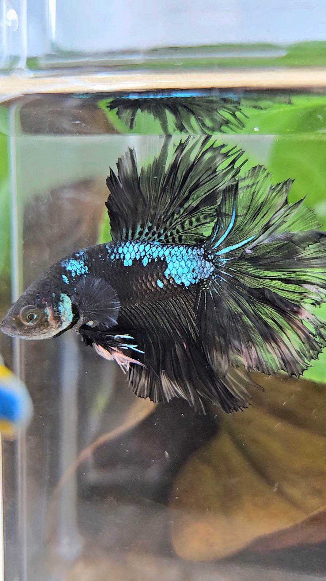 KING ROSETAIL HALFMOON BLACK GALAXY AVATAR GREEN BETTA FISH
