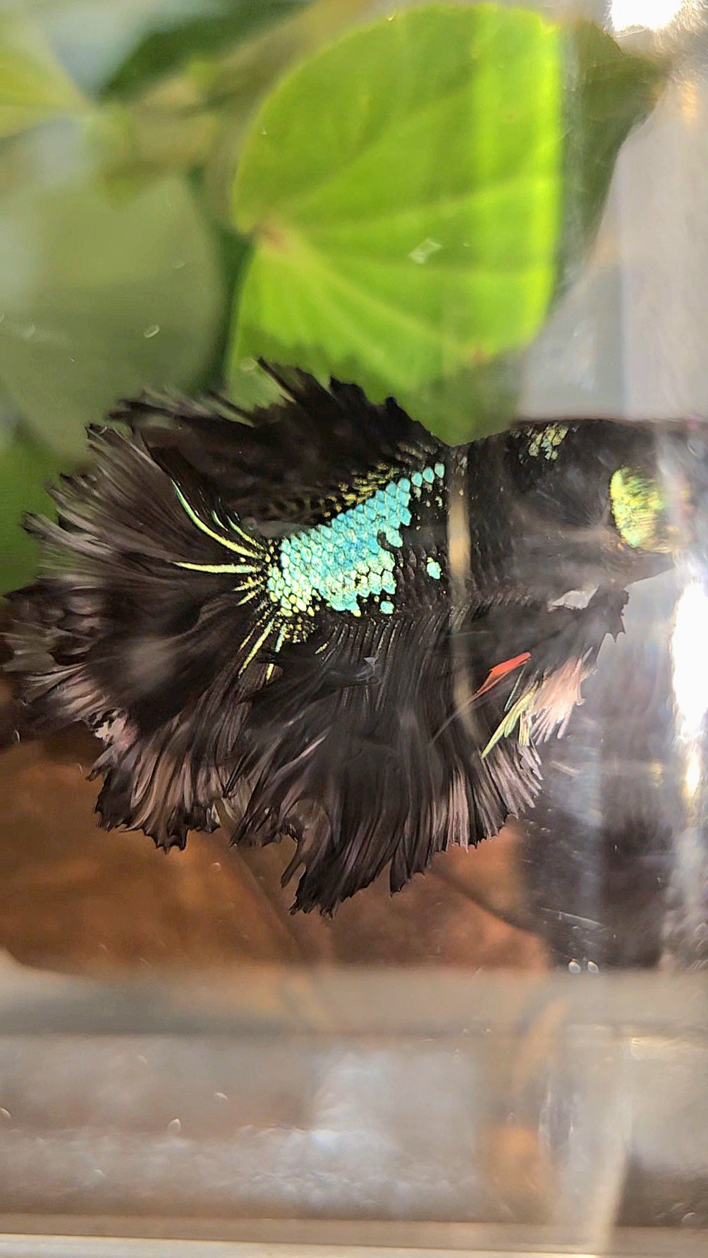 KING ROSETAIL HALFMOON BLACK GALAXY AVATAR GREEN BETTA FISH