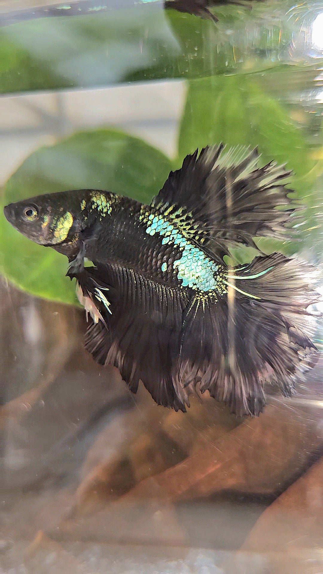 KING ROSETAIL HALFMOON BLACK GALAXY AVATAR GREEN BETTA FISH
