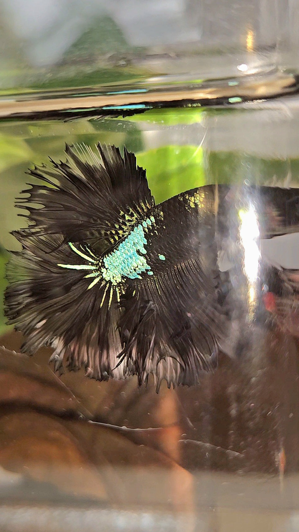 KING ROSETAIL HALFMOON BLACK GALAXY AVATAR GREEN BETTA FISH