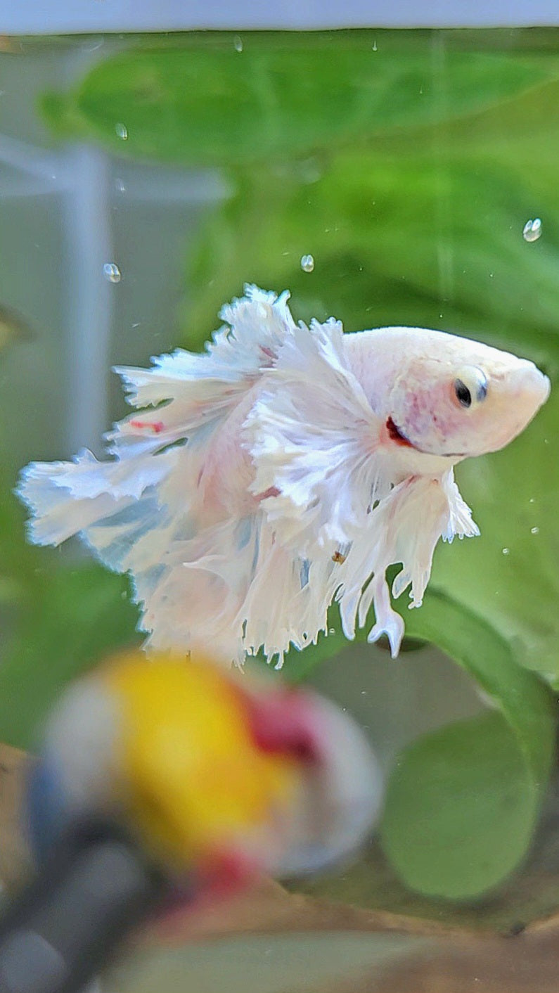 HALFMOON FEATHER TAIL DUMBO EAR WHITE BETTA FISH