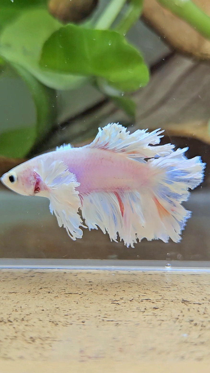 HALFMOON DOUBLE TAIL BIG EAR FEATHER TAIL WHITE BETTA FISH