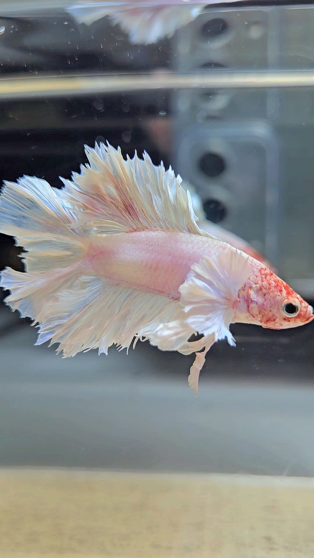 HALFMOON DOUBLE TAIL BIG EAR FEATHER TAIL WHITE BETTA FISH
