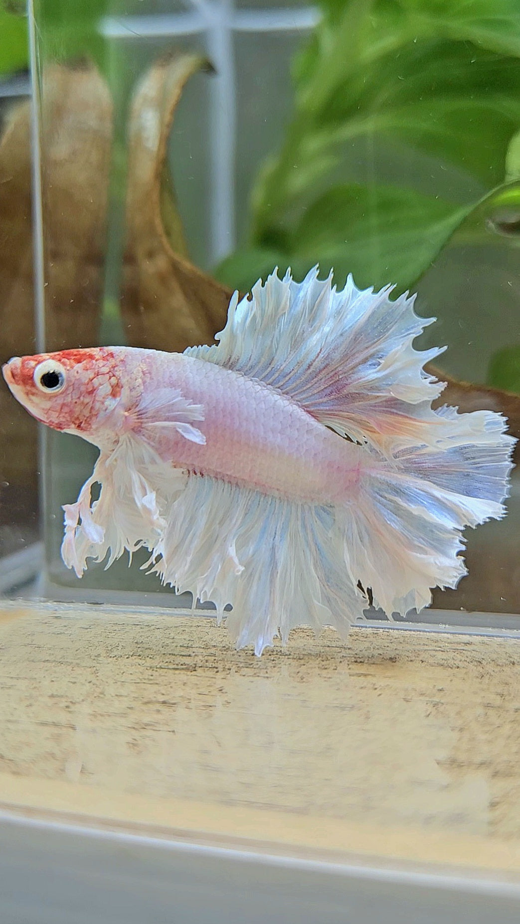 HALFMOON DOUBLE TAIL BIG EAR FEATHER TAIL WHITE BETTA FISH