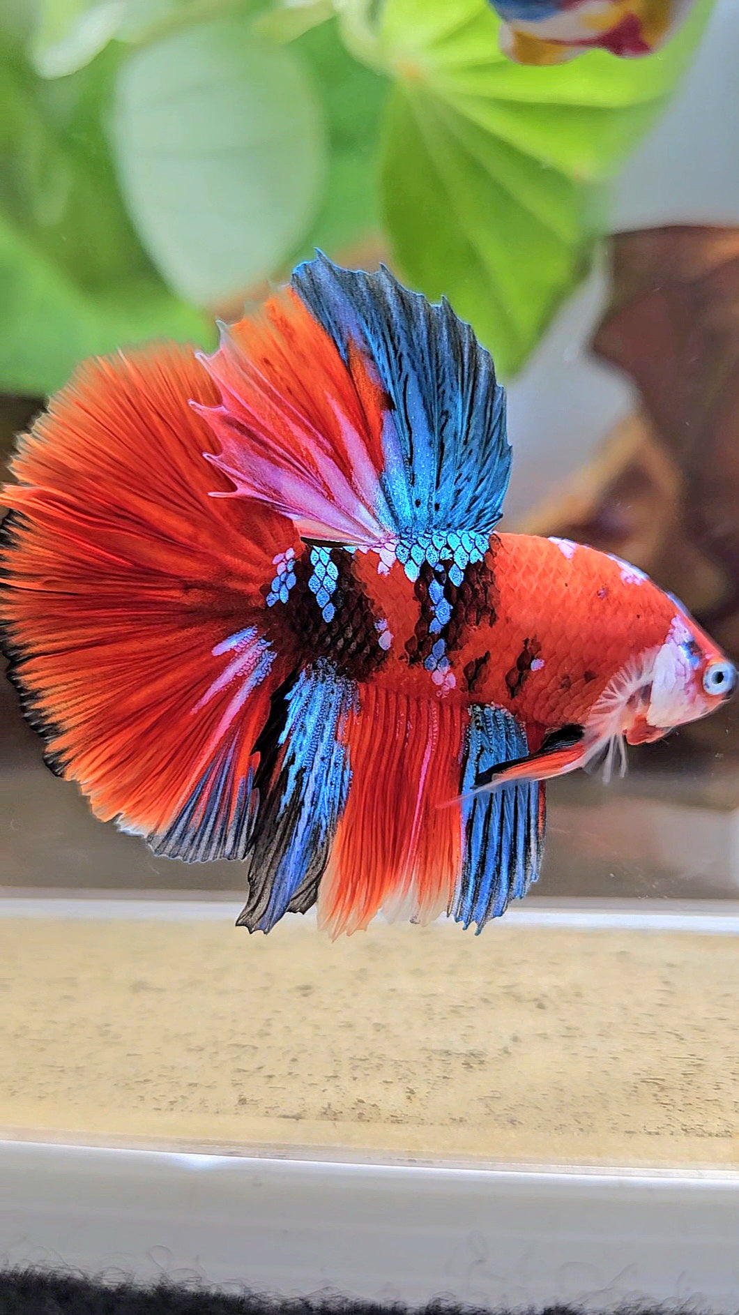 HALFMOON ROSETAIL RED KOI GALAXY MULTICOLOR BETTA FISH