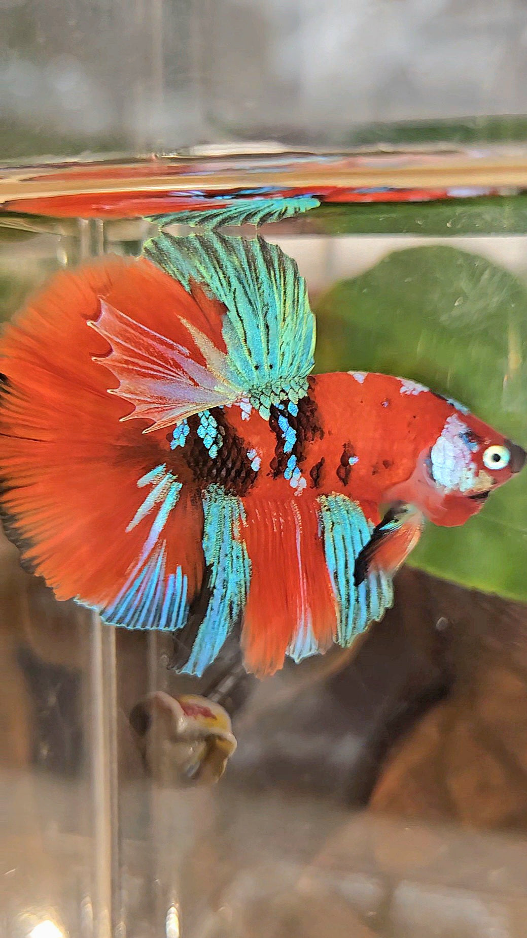 HALFMOON ROSETAIL RED KOI GALAXY MULTICOLOR BETTA FISH