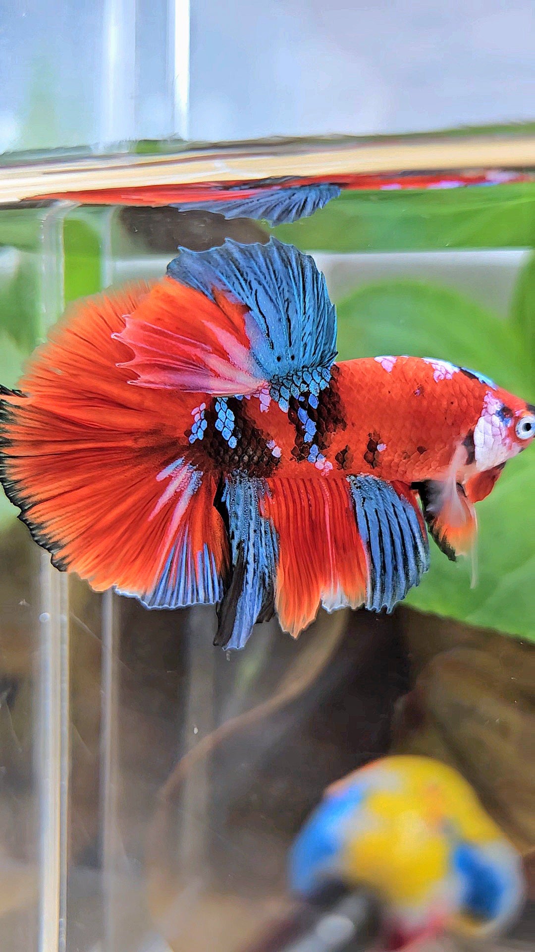 HALFMOON ROSETAIL RED KOI GALAXY MULTICOLOR BETTA FISH