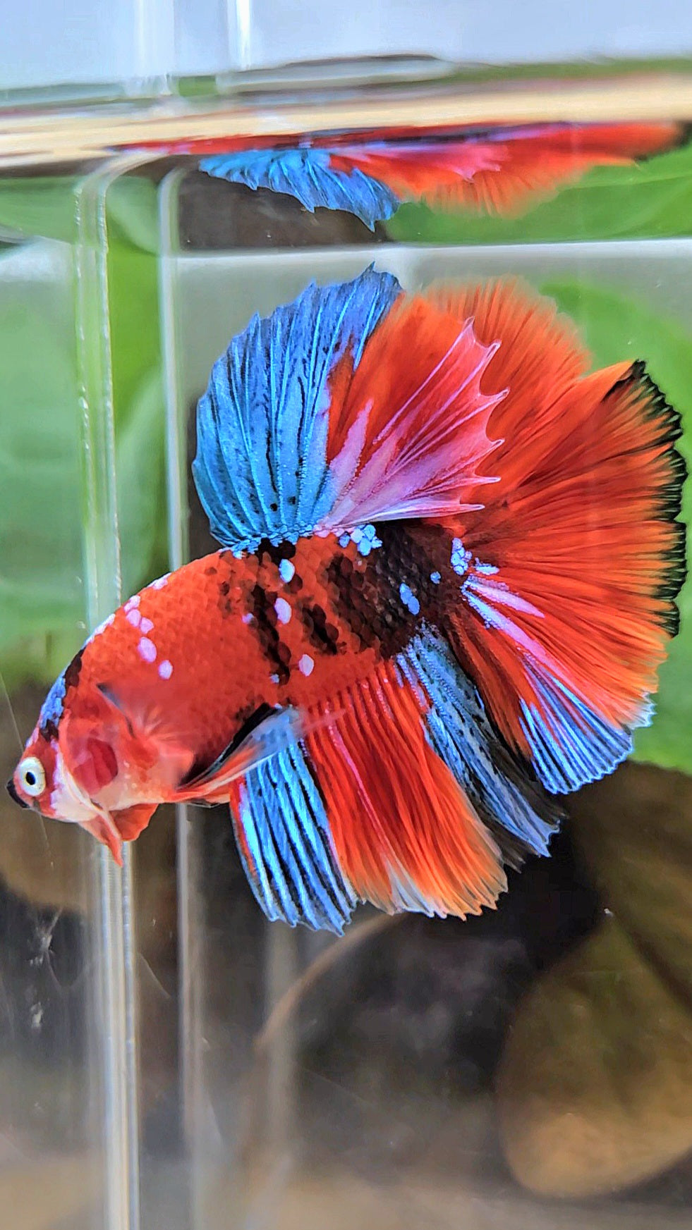 HALFMOON ROSETAIL RED KOI GALAXY MULTICOLOR BETTA FISH